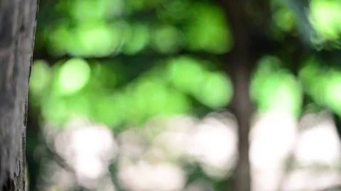 Green nature bokeh background. Stock Footage 77672435