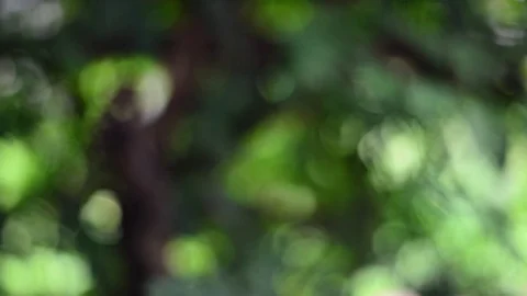Green nature bokeh background. Stock Footage 77672454