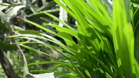 Green nature bokeh background. Stock Footage 77673983
