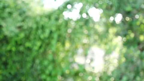 Green nature bokeh background. Stock Footage 79214078