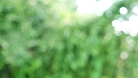 Green nature bokeh background. Stock Footage 79214136