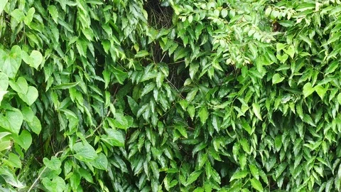 Green nature bokeh background. Stock Footage 79214776
