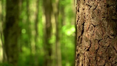 Green nature bokeh background with tree trunk closeup in 4k. Video stock 198531736