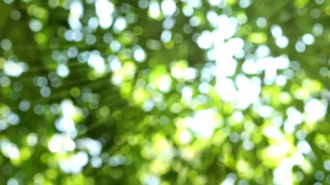 Green nature bokeh light Stock Footage 276319094
