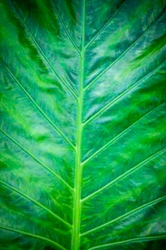 Green nature foliage pattern Stock Photos