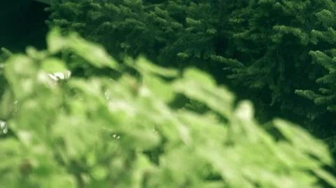 Green Nature Stock Footage 67292976