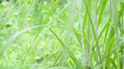 Green nature Stock Footage 77298053