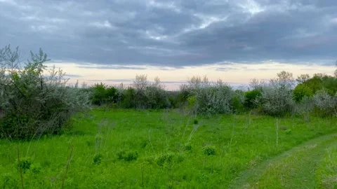 Green nature Stock Footage 137246291