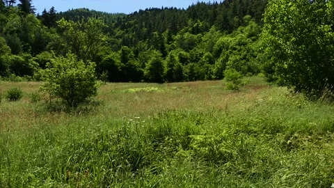 Green Nature Stock Footage 189801279