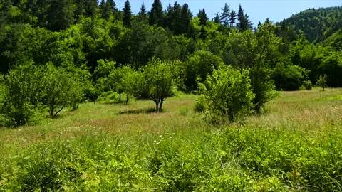 Green Nature Stock Footage 189801352