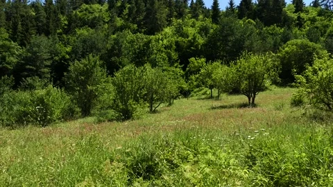 Green Nature Stock Footage 189801862