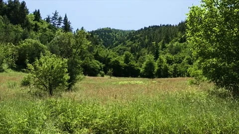 Green Nature Stock Footage 189802212