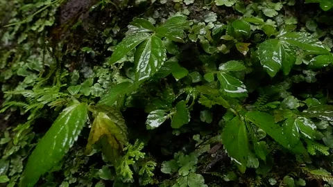 Green Nature Stock Footage 218564906