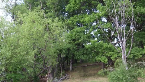 Green nature. Stock Footage 246601183