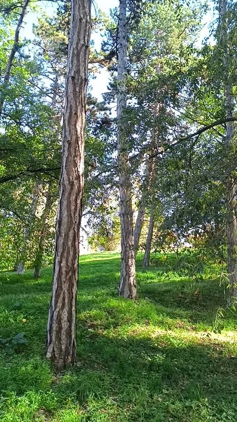 Green nature Video stock 289394297