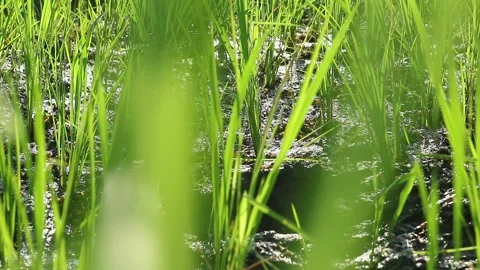 Green Nature Stock Footage 336510492
