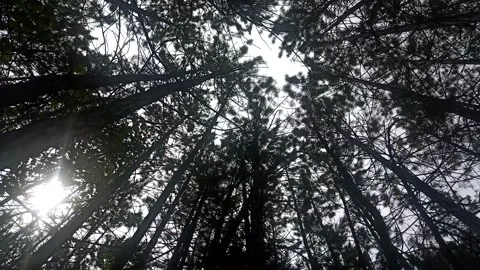 Green nature in the forest, forest background Stock Footage 338415499