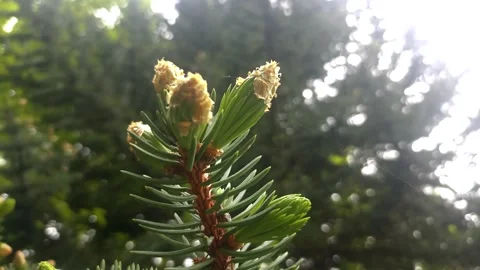 Green nature in the forest, forest background Stock Footage 338415814