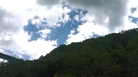 Green nature in the forest, forest background Stock Footage 340503115