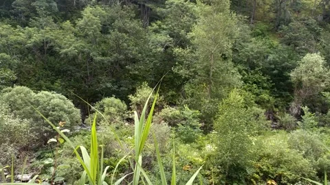 Green nature in the forest, forest background Stock Footage 340503173
