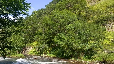 Green nature in the forest, forest background Stock Footage 340503512