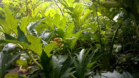 Green nature in the forest, forest background Stock Footage 340503550