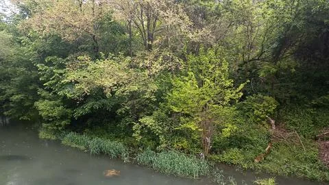 Green nature in the forest, forest background 스톡 사진