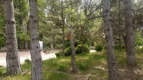 Green nature in the forest, forest background Foto stock