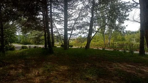 Green nature in the forest, forest background 스톡 사진