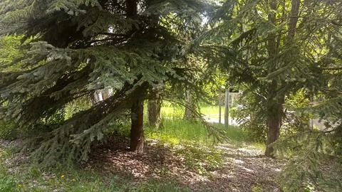 Green nature in the forest, forest background 스톡 사진