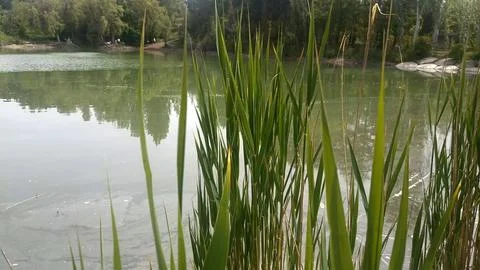 Green nature in the forest, forest background 스톡 사진
