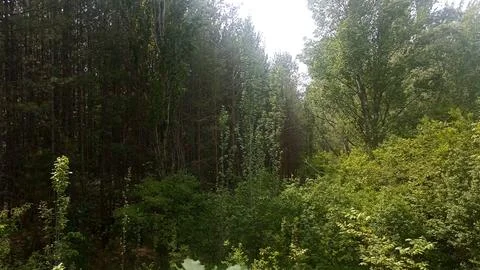 Green nature in the forest, forest background Фото