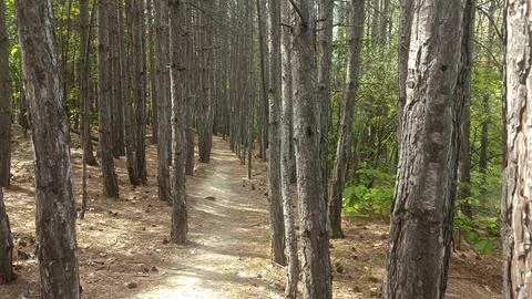Green nature in the forest, forest background Photos