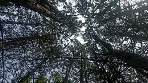 Green nature in the forest, forest background Photos