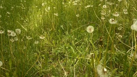Green nature in the forest, forest background Stock Photos