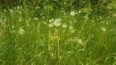 Green nature in the forest, forest background Photos