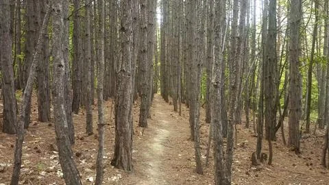 Green nature in the forest, forest background 写真素材