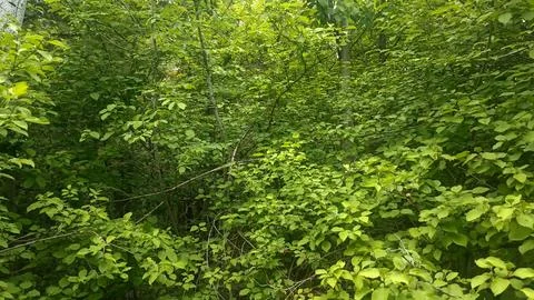 Green nature in the forest, forest background Stock Photos
