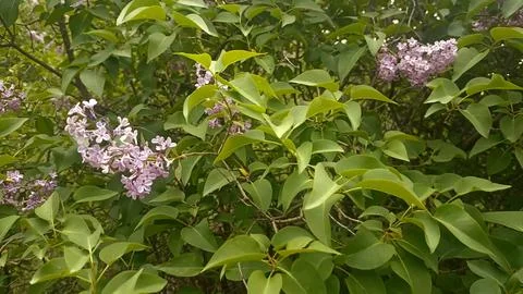 Green nature in the forest, forest background 库存照片