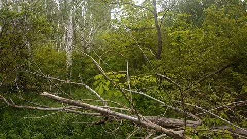Green nature in the forest, forest background Фото