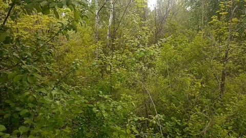 Green nature in the forest, forest background 写真素材