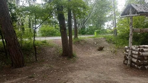Green nature in the forest, forest background 写真素材