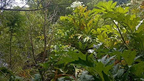 Green nature in the forest, forest background Foto stock