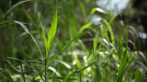 Green Nature Grass Stock Footage 104827403