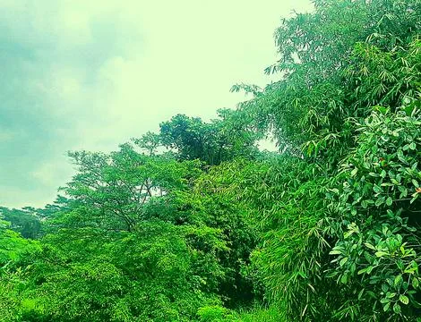 Green nature landscape Stock Photos