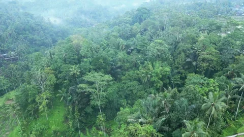 Green Nature Landscape of Rice Fields and Husbandry in Farm Environment at Bali Stock Footage 238468618