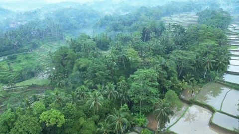 Green Nature Landscape of Rice Fields and Husbandry in Farm Environment at Bali Stock Footage 242493664