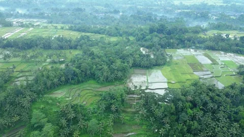 Green Nature Landscape of Rice Fields and Husbandry in Farm Environment at Bali Vídeos de archivo 249654729