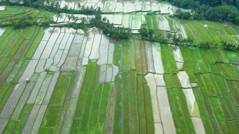Green Nature Landscape of Rice Fields and Husbandry in Farm Environment at Bali Stock Footage 255256410