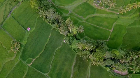 Green Nature Landscape of Rice Fields and Husbandry in Farm Environment at Bali Stock Footage 257410066